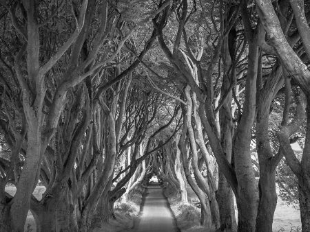 Dark Hedges, Ireland on Sale