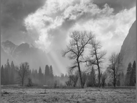 BARE OAKS AND LIGHT RAYS, YOSEMITE Online