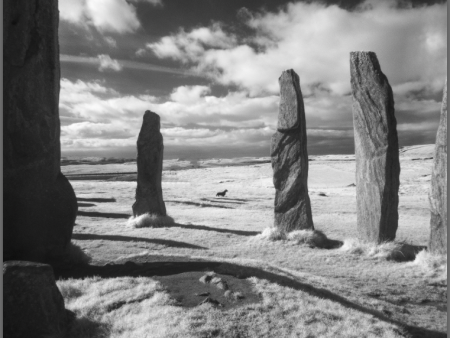 STANDING STONES AND DACHSHUND, CALLANISH, ISLE OF LEWIS, SCOTLAND Online Hot Sale