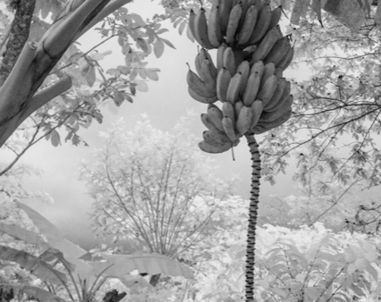 Plantains, Topes de Collantes National Park, Cuba Discount