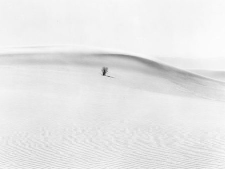 YUCCA AND DUNES, WHITE SANDS, NEW MEXICO For Discount